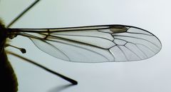 Leptotarsus vulpinus