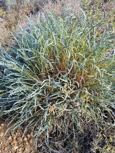 Image of Banksia nobilis by (c) Belinda Forbes, some rights reserved (CC BY)