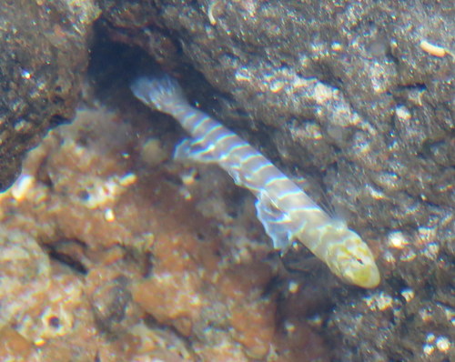 Fewscale goby (Kelloggella oligolepis) — Gobiidae
