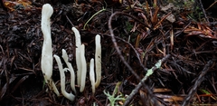 Clavaria falcata