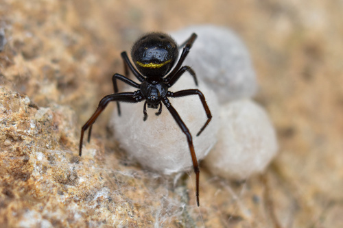 Steatoda saltensis
