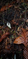 Clavaria falcata