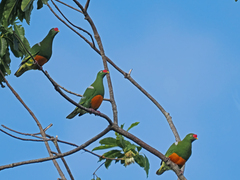 Knob-Billed Fruit-Dove photo 3