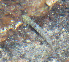 Kelloggella oligolepis