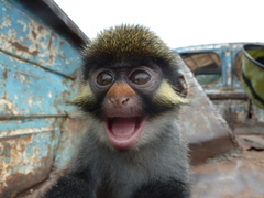 Cercopithecus erythrotis camerunensis