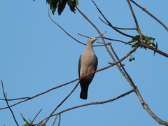 Island Imperial-Pigeon photo 5
