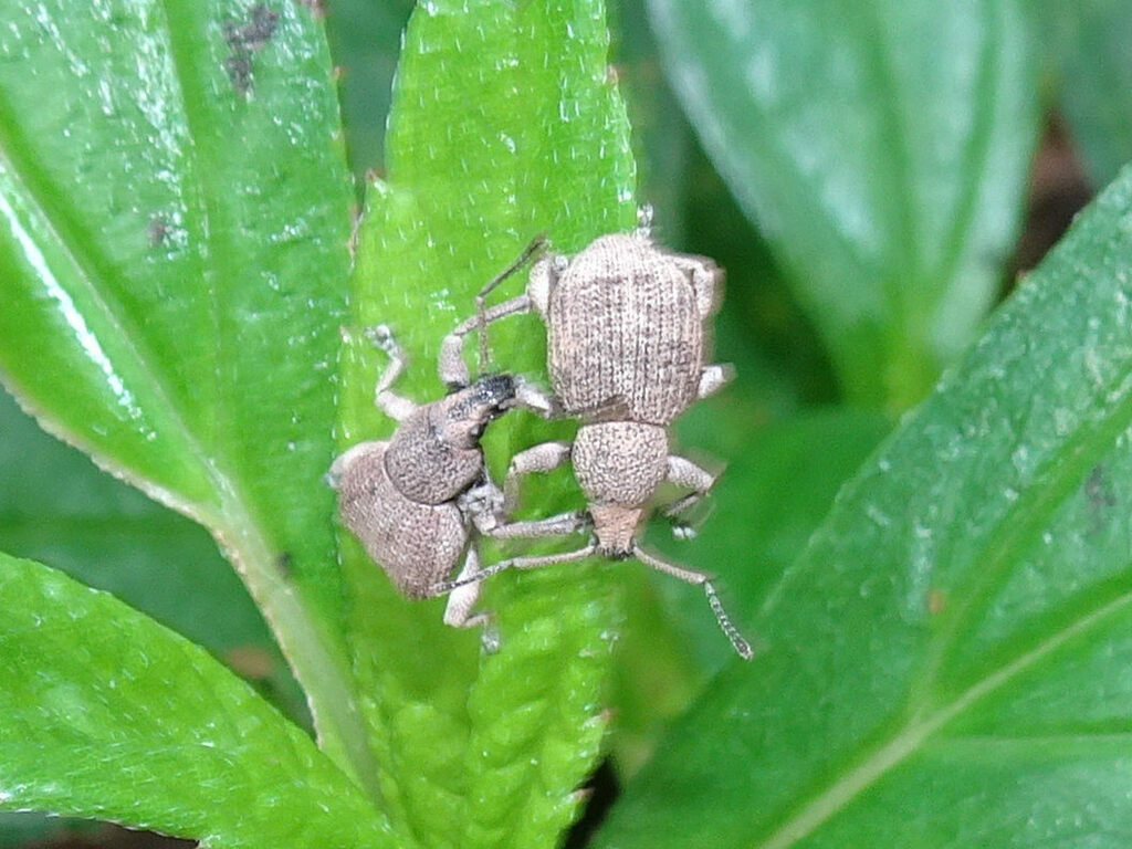 Celeuthetes australis