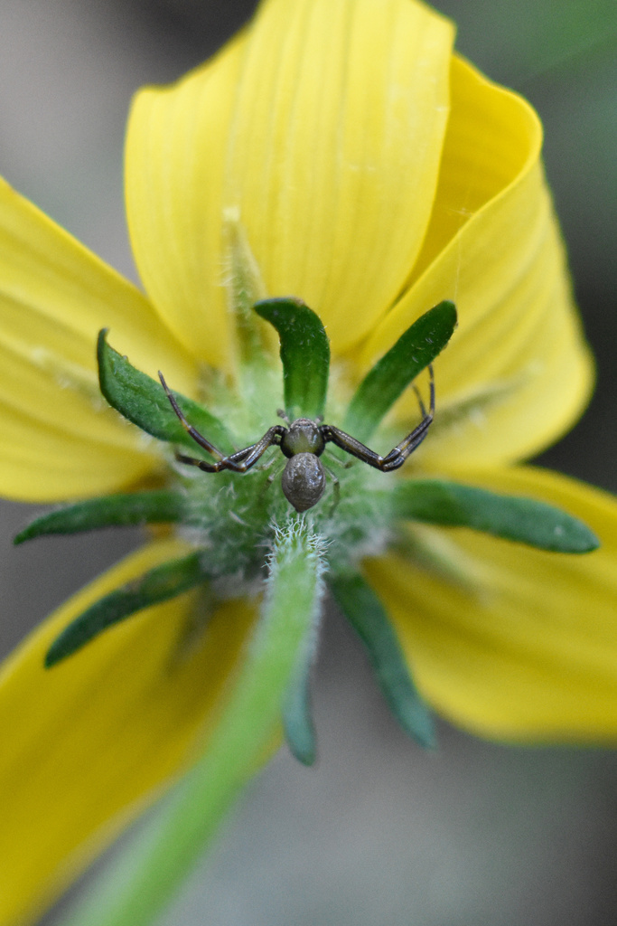 Misumenoides annulipes
