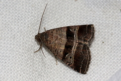 Ozarba punctigera