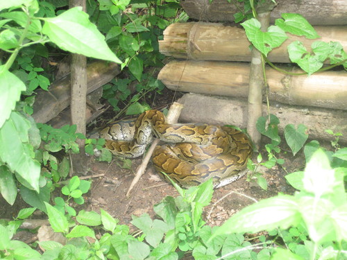 Photo of a African Rock Python (Python sebae)