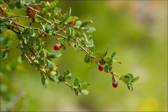Lonicera microphylla