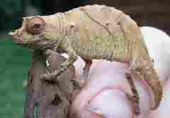 Chamaeleonidae