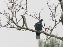 Black Imperial Pigeon photo 2