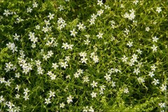Stellaria dichotoma