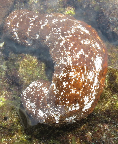 Pacific White-spotted Sea Cucumber