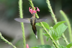 Little Hermit photo 2