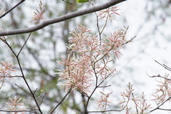 Bauhinia pringlei