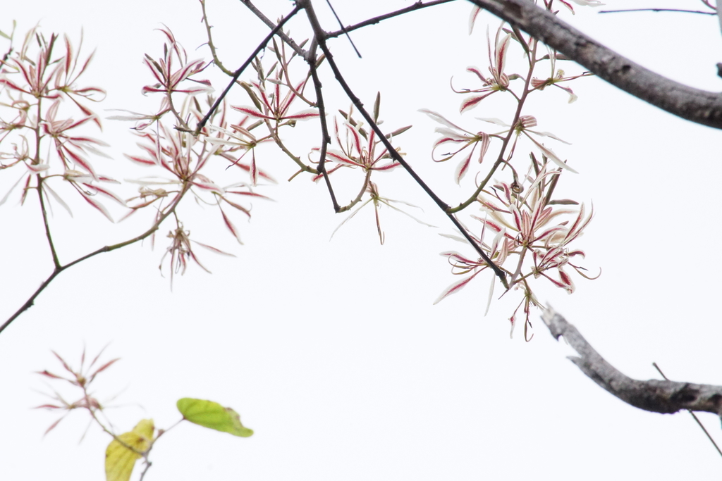 Fotos de Pata de Cabra (Bauhinia pringlei) · NaturaLista Mexico Fotos de Pata de Cabra (Bauhinia pringlei) · NaturaLista Mexico