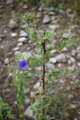 Hydrolea spinosa