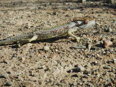 Bradypodion gutturale