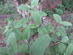 Melhania acuminata