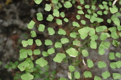 Adiantum tricholepis