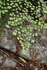 Adiantum tricholepis