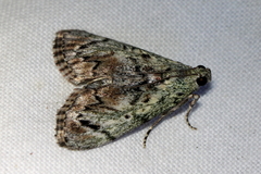 Enchesphora recurvalis