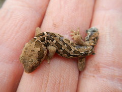 Pachydactylus maculatus
