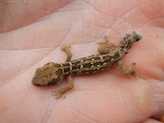 Pachydactylus maculatus