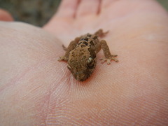 Pachydactylus maculatus
