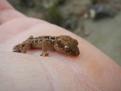 Pachydactylus maculatus