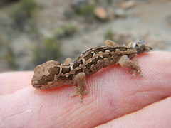 Pachydactylus maculatus