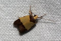 Heteroteucha dichroella