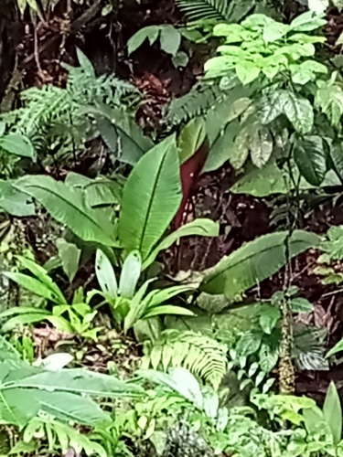 Heliconia lophocarpa image