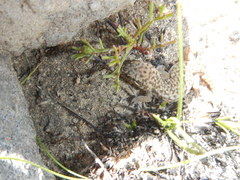 Pachydactylus geitje