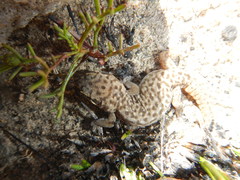 Pachydactylus geitje