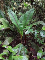 Heliconia reticulata image
