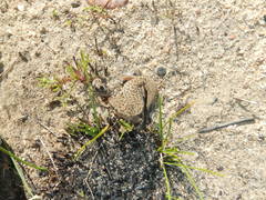 Pachydactylus geitje