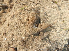 Pachydactylus geitje