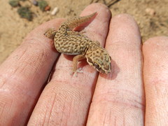 Pachydactylus geitje