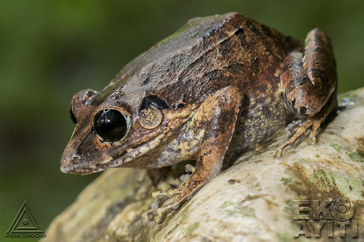 Tiburon Burrowing Frog