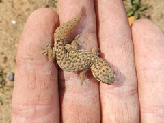 Pachydactylus geitje