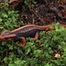 Yunnan Newt - Photo (c) Spark, some rights reserved (CC BY-NC), uploaded by Spark