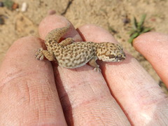 Pachydactylus geitje