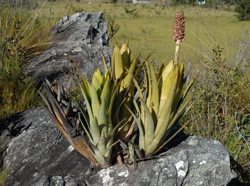 Aechmea phanerophlebia, photograph 1