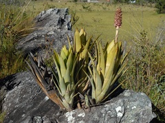 Aechmea phanerophlebia, photograph (c) Rosario Douglas, some rights reserved (CC BY)