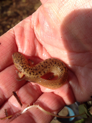 Pseudotriton ruber ruber