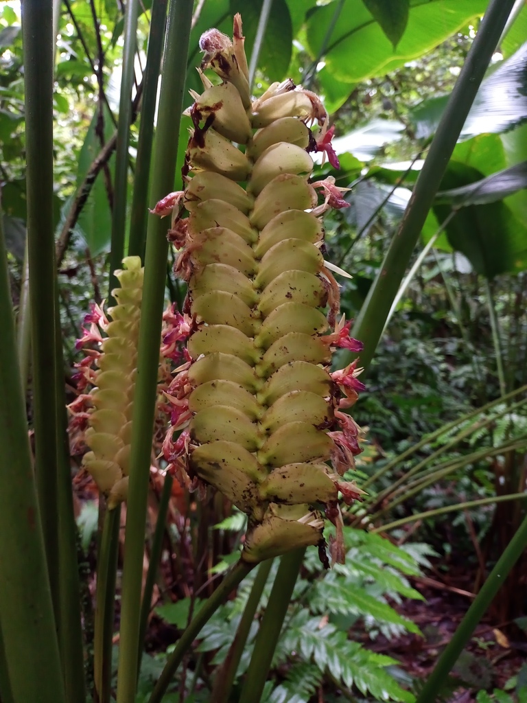 Calathea recurvata