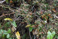 Rubus schmidelioides schmidelioides